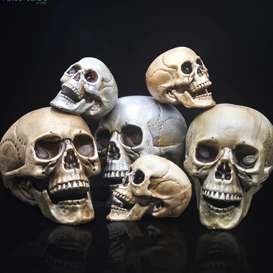 Skull Prop- Plastic Skeleton  Head Halloween Décor