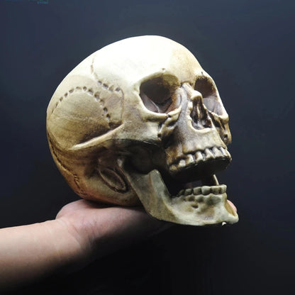 Skull Prop- Plastic Skeleton  Head Halloween Décor