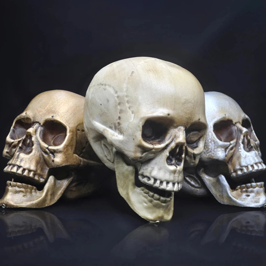 Skull Prop- Plastic Skeleton  Head Halloween Décor