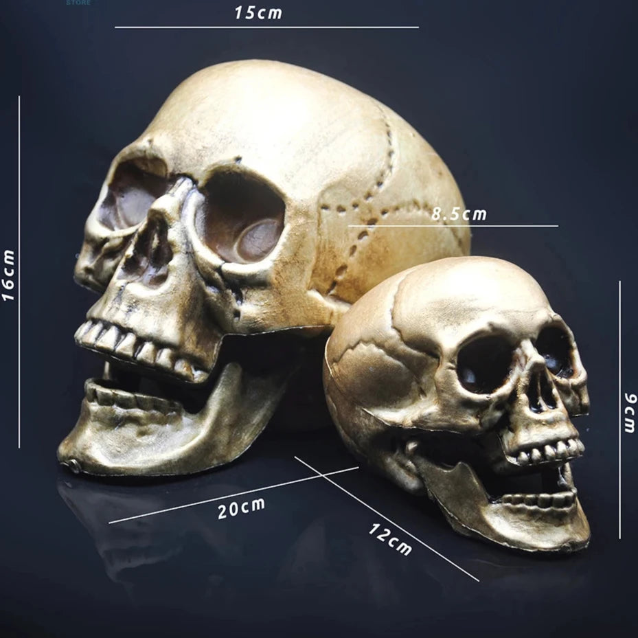 Skull Prop- Plastic Skeleton  Head Halloween Décor