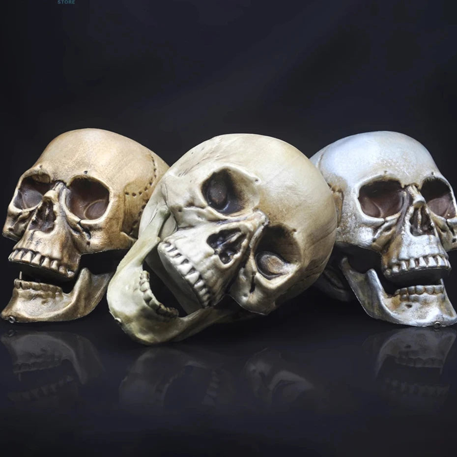 Skull Prop- Plastic Skeleton  Head Halloween Décor