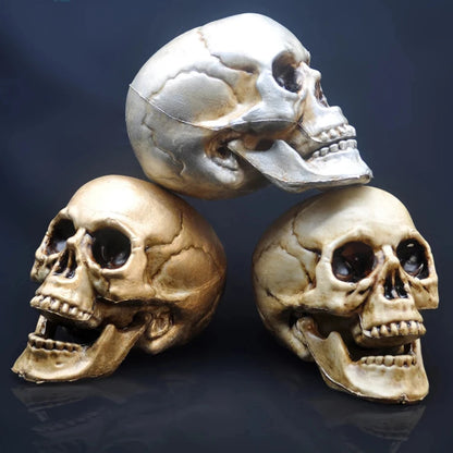 Skull Prop- Plastic Skeleton  Head Halloween Décor