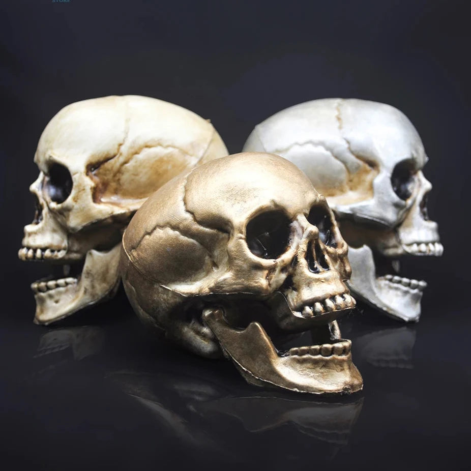 Skull Prop- Plastic Skeleton  Head Halloween Décor