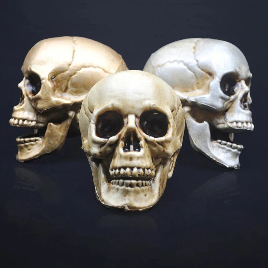 Skull Prop- Plastic Skeleton  Head Halloween Décor