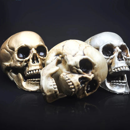 Skull Prop- Plastic Skeleton  Head Halloween Décor