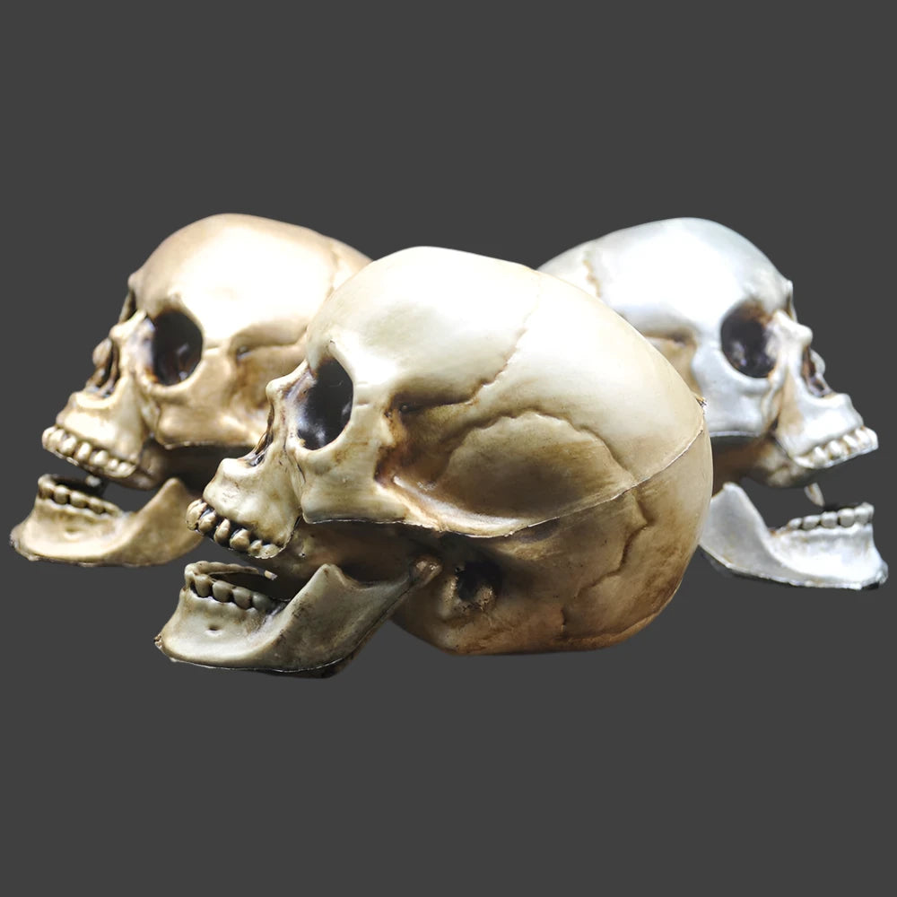 Skull Prop- Plastic Skeleton  Head Halloween Décor