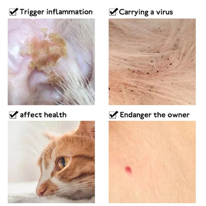 Negative affects of Flea Infestation