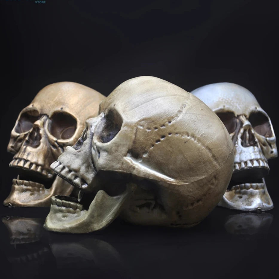 Skull Prop- Plastic Skeleton  Head Halloween Décor