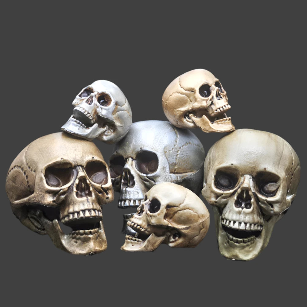 Skull Prop- Plastic Skeleton  Head Halloween Décor