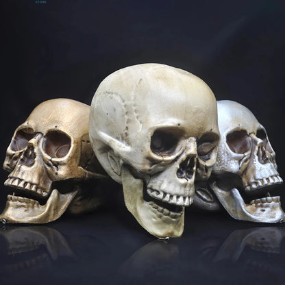 Skull Prop- Plastic Skeleton  Head Halloween Décor