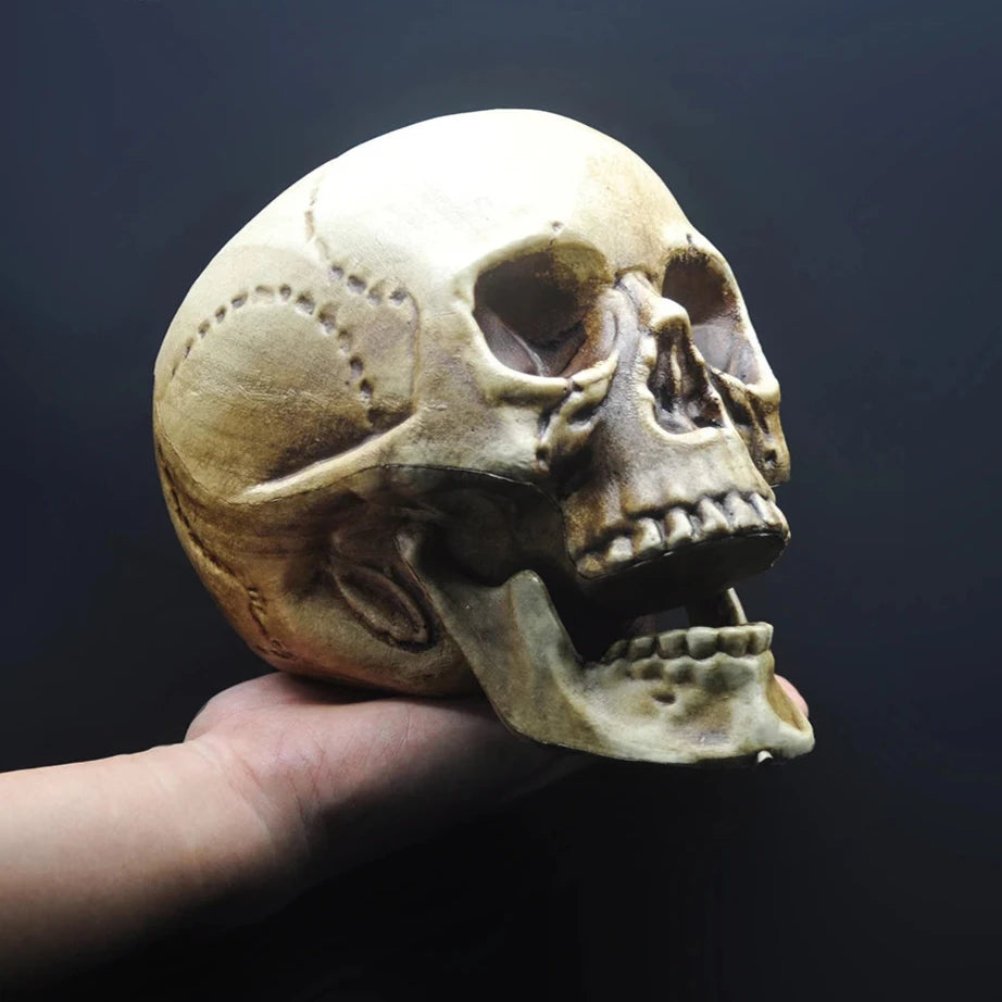 Skull Prop- Plastic Skeleton  Head Halloween Décor