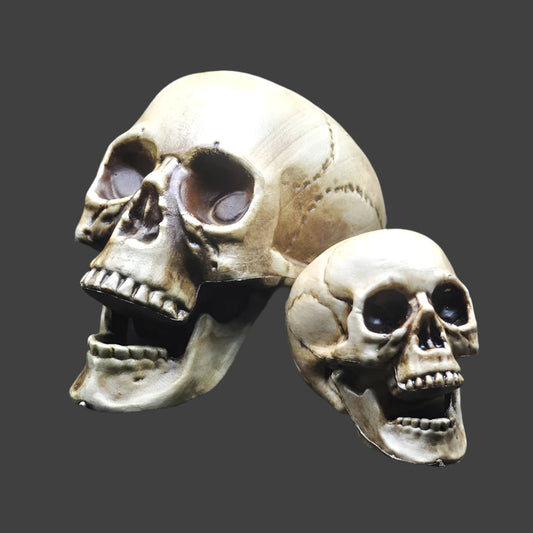 Skull Prop- Plastic Skeleton  Head Halloween Décor